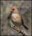 _5SB9948 female northern cardinal
